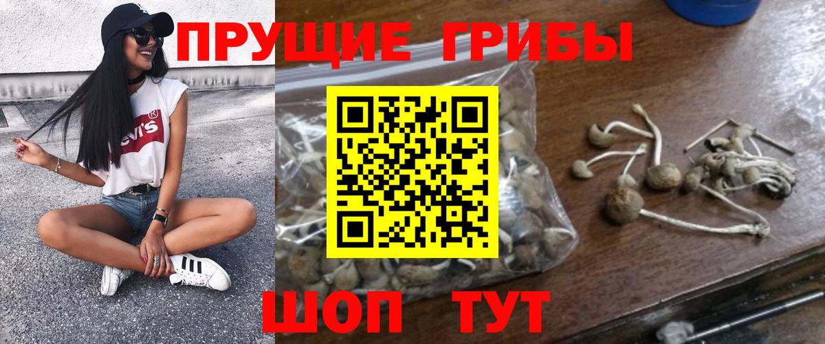 Александров  Псилоцибиновые грибы Psilocybine cubensis  Псилоцибиновые грибы прущие грибы  Вход с VPN 